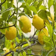 Cómo hacer que el limonero dé más frutos en la primavera: el paso a paso.