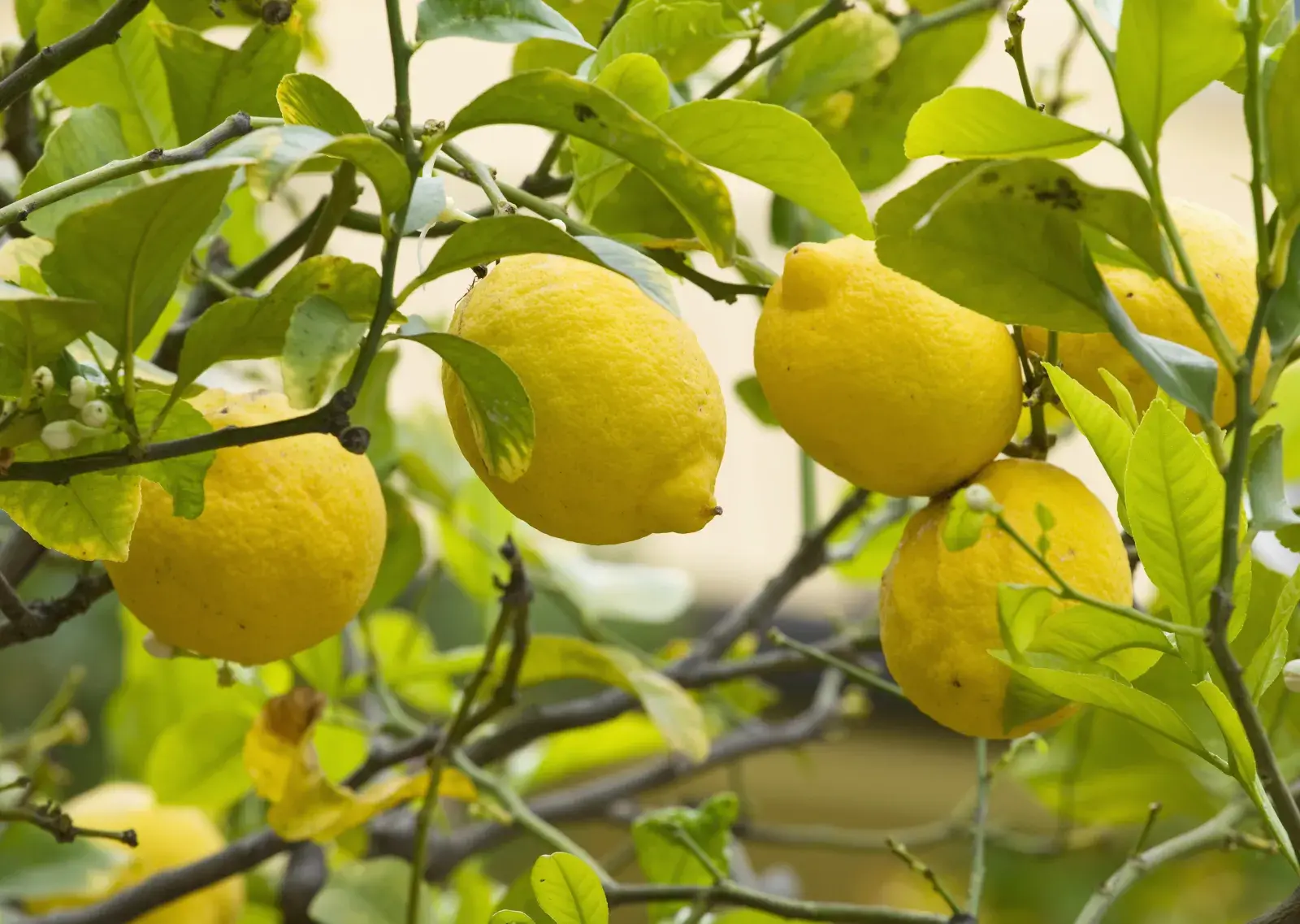 Cómo hacer que el limonero dé más frutos en la primavera: el paso a paso.