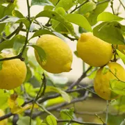 Cómo hacer que el limonero dé más frutos en la primavera: el paso a paso.