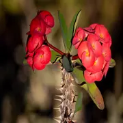 Foto de corona de Cristo.