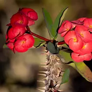 Foto de corona de Cristo.