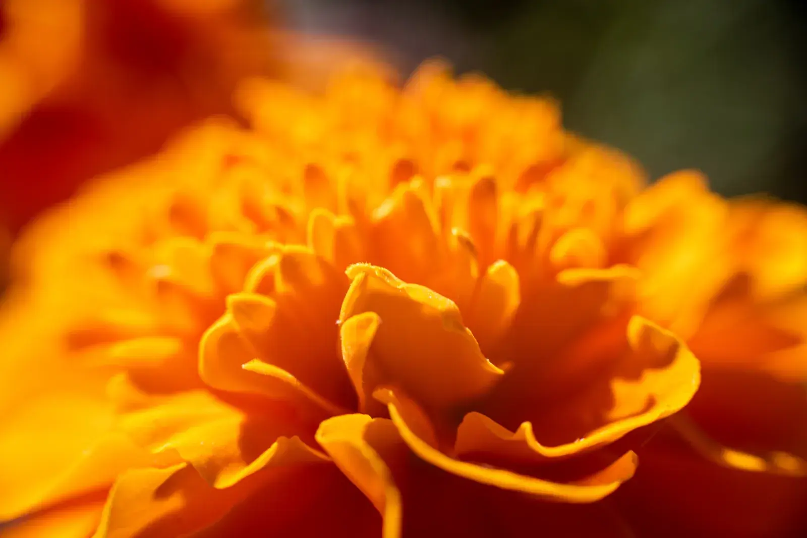 Foto de flores amarillas.