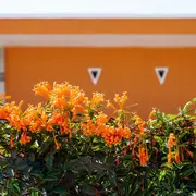 Foto de flores naranjas.