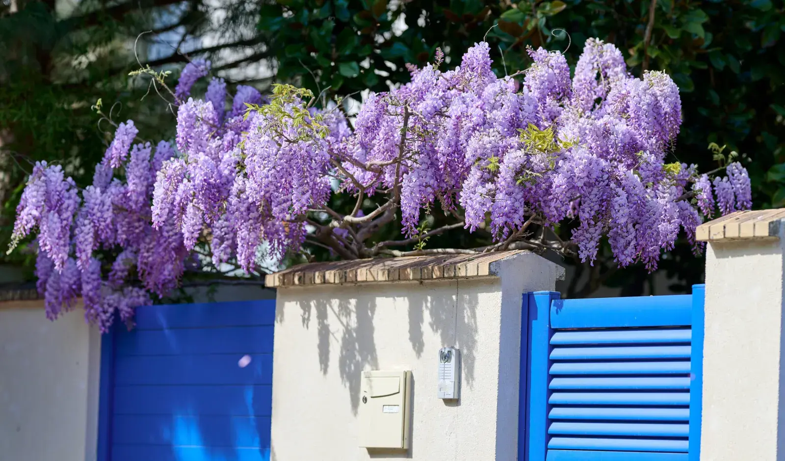 Las glicinas tardan en florecer, pero cuando lo hacen transforman cualquier pérgola o muro en un espectáculo de color y perfume.