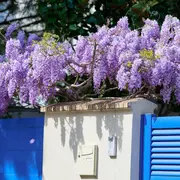Las glicinas tardan en florecer, pero cuando lo hacen transforman cualquier pérgola o muro en un espectáculo de color y perfume.