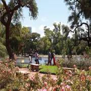 Durante la primavera, el icónico jardín porteño se convierte en un espectáculo natural único. Te contamos cuándo visitarlo, qué especies florecen y por qué esta postal es una de las más encantadoras de la ciudad.