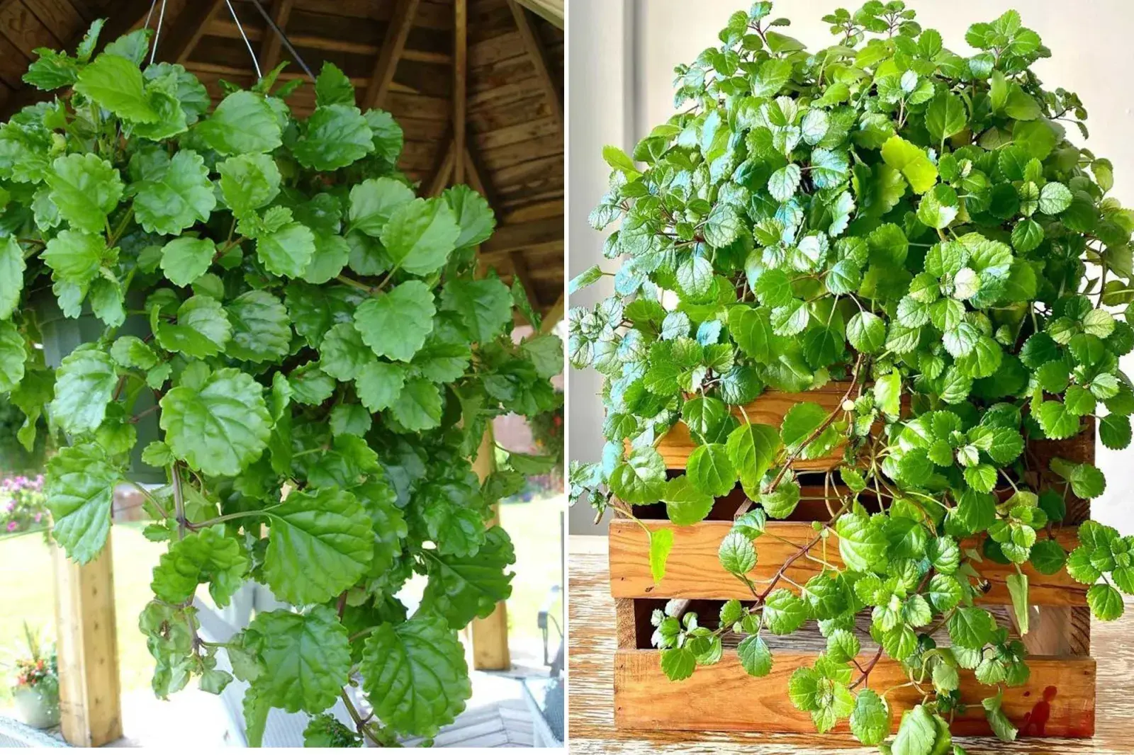 En el mundo de la jardinería ornamental, pocas especies reúnen tantas cualidades como el Plectranthus verticillatus, conocido popularmente como “planta del dinero”.
