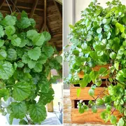 En el mundo de la jardinería ornamental, pocas especies reúnen tantas cualidades como el Plectranthus verticillatus, conocido popularmente como “planta del dinero”.