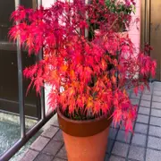 El árbol perfecto para sumar color a balcones y terrazas de pocos metros