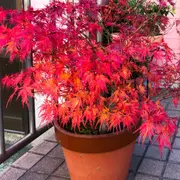 El árbol perfecto para sumar color a balcones y terrazas de pocos metros