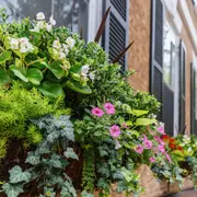 Balcones de verano: cómo lograr un balcón con cascada de flores