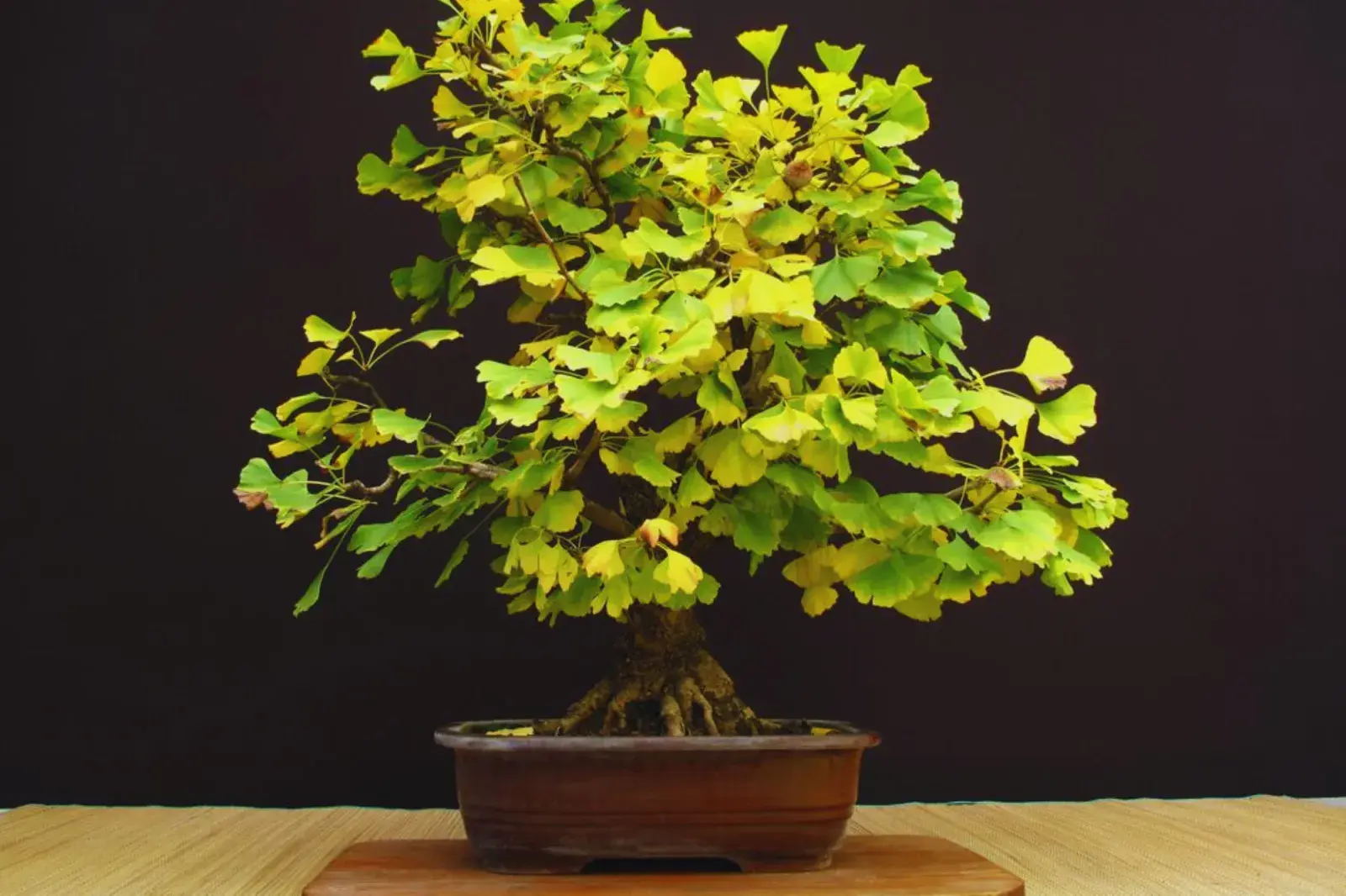 Foto de Ginkgo biloba en maceta