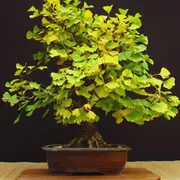 Foto de Ginkgo biloba en maceta