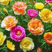 Las 3 plantas ideales para sembrar en diciembre y tener un patio con flores en verano