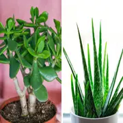 sta planta exótica y sin espinas vuelve a convertirse en furor durante las fiestas: fácil de cuidar, decorativa y perfecta para sumar color en interiores.