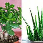 sta planta exótica y sin espinas vuelve a convertirse en furor durante las fiestas: fácil de cuidar, decorativa y perfecta para sumar color en interiores.