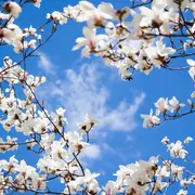 El árbol perfecto para tener un patio perfumado en verano