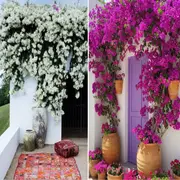 El árbol perfecto para sumar color en un mini patio o balcón