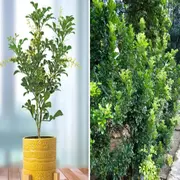 Los árboles son verdaderos pulmones verdes y, además, aportan un gran valor ornamental a cualquier espacio exterior.