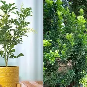 Los árboles son verdaderos pulmones verdes y, además, aportan un gran valor ornamental a cualquier espacio exterior.