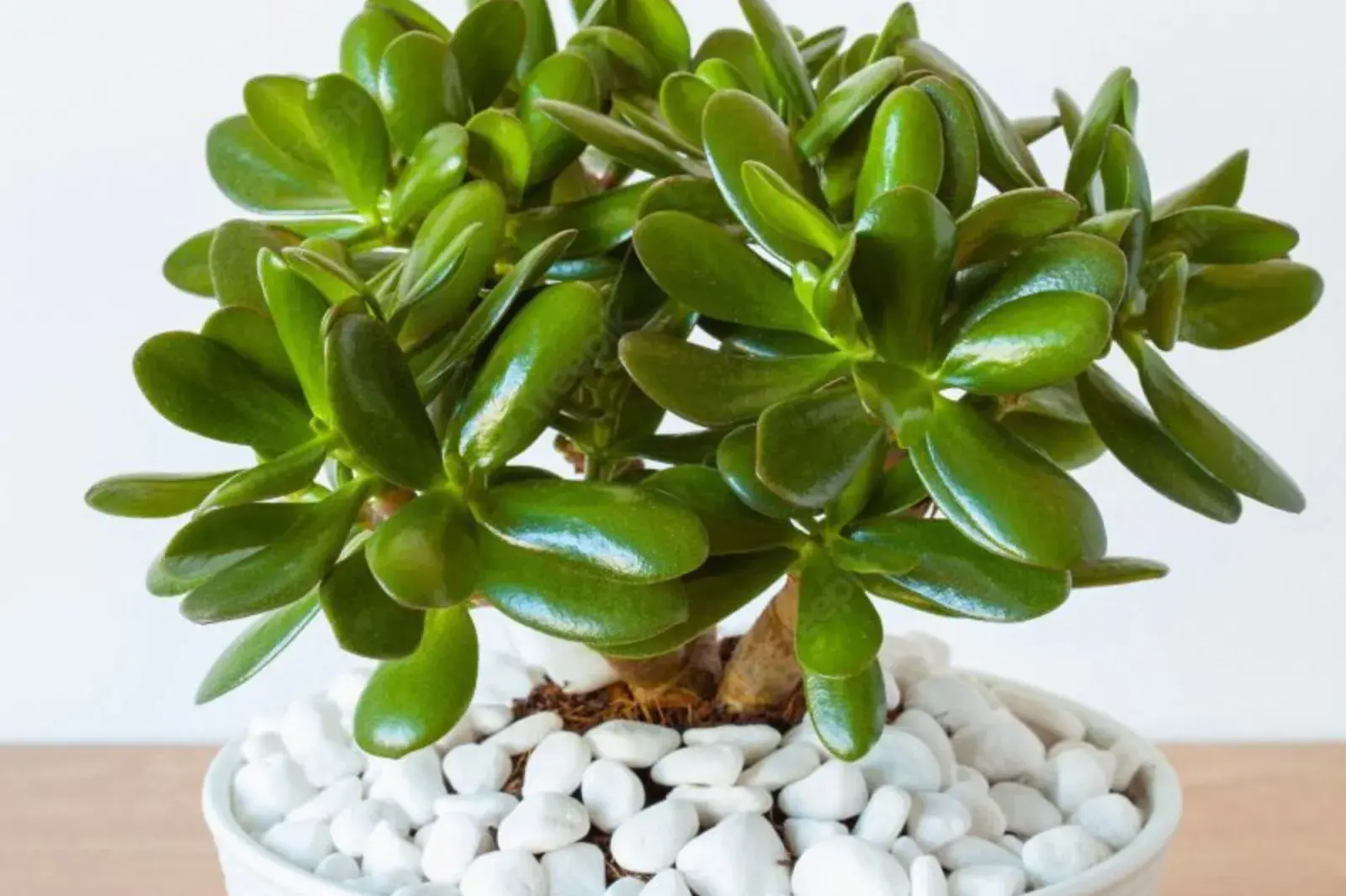 El árbol que da la fortuna y crece en maceta: ¿Cuál es y por qué se recomienda?