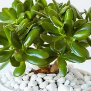 El árbol que da la fortuna y crece en maceta: ¿Cuál es y por qué se recomienda?