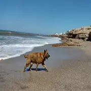 Cada vez más playas de la Costa Atlántica apuestan por propuestas pet friendly para que perros y humanos puedan disfrutar juntos del verano