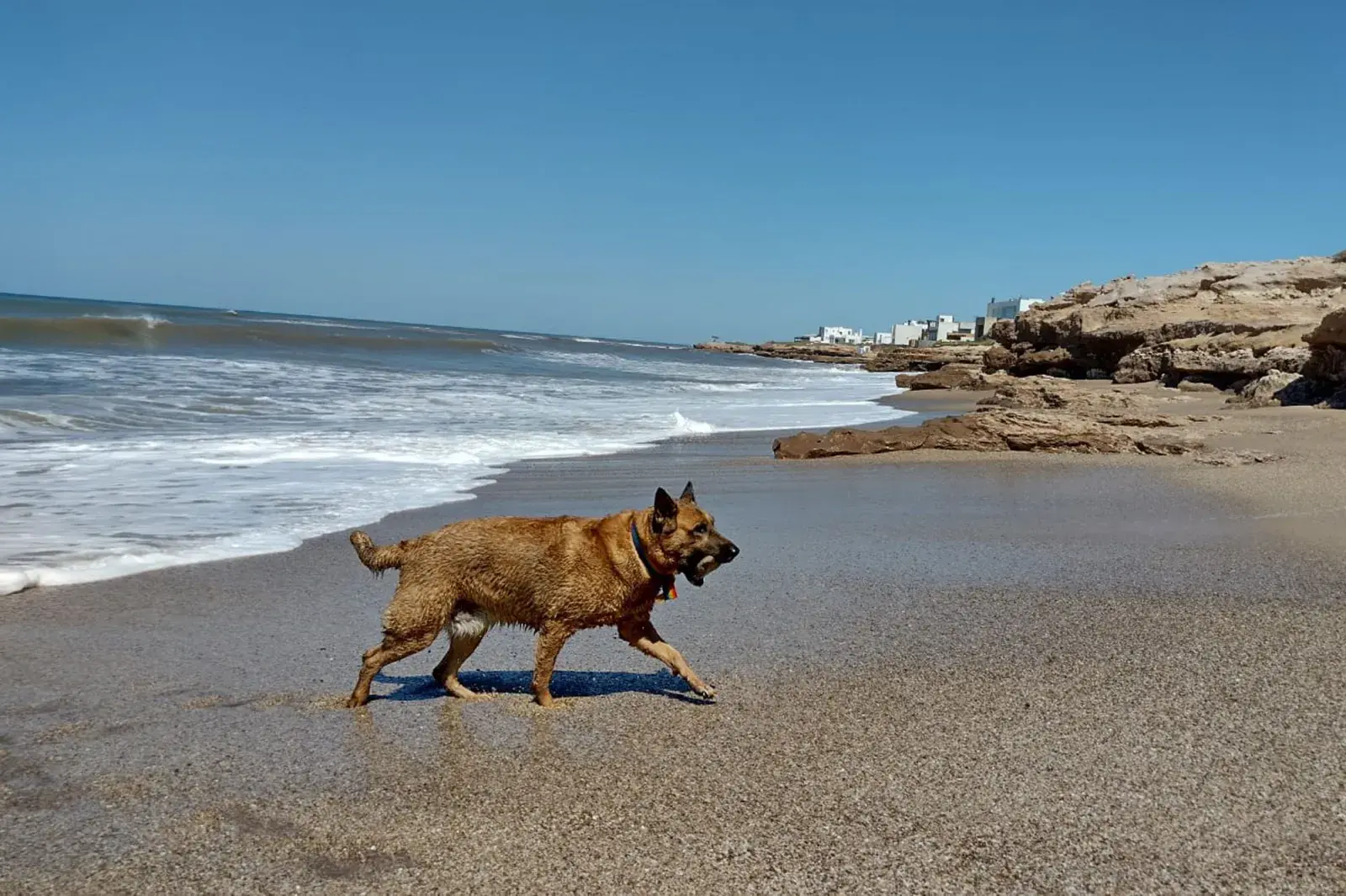 Cada vez más playas de la Costa Atlántica apuestan por propuestas pet friendly para que perros y humanos puedan disfrutar juntos del verano