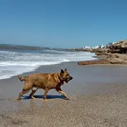 Cada vez más playas de la Costa Atlántica apuestan por propuestas pet friendly para que perros y humanos puedan disfrutar juntos del verano