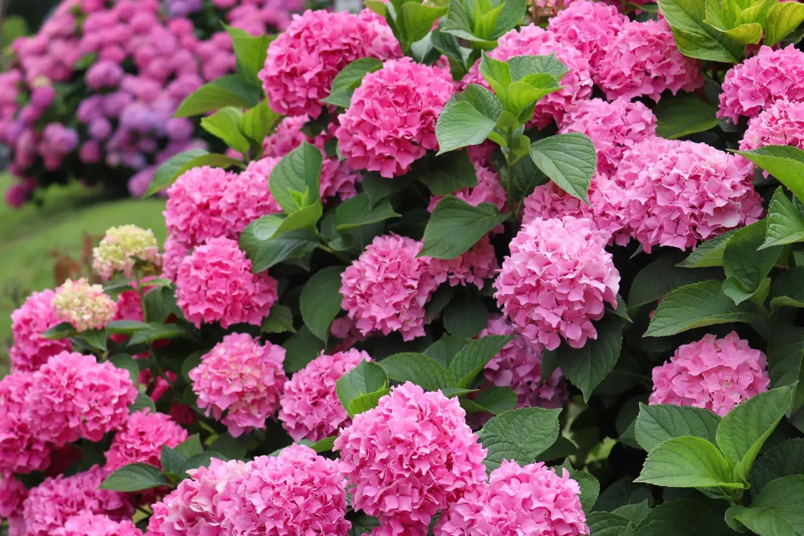La hortensia es una planta que, además de su belleza ornamental, se asocia en el imaginario popular con la armonía emocional, la comprensión y la serenidad.