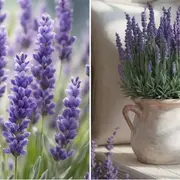 El truco para reproducir la lavanda en agua y tener cientos de plantas aromáticas