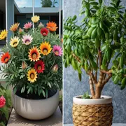 Foto de Gazanias y Árbol de jade: plantas que sobreviven al sol directo.