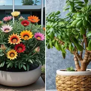 Foto de Gazanias y Árbol de jade: plantas que sobreviven al sol directo.