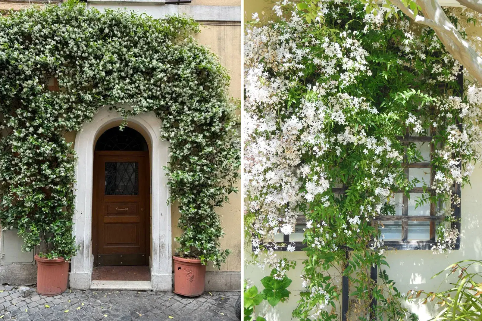 El jazmín chino es uno de los arbustos más elegidos por su bajo mantenimiento