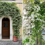 El jazmín chino es uno de los arbustos más elegidos por su bajo mantenimiento