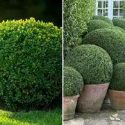 El boj (Buxus sempervirens) es una de las mejores opciones para quienes buscan recrear un bosque urbano en maceta.