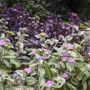 la Tradescantia pallida —también conocida como planta colgante morada o purple heart—. resiste a todo.