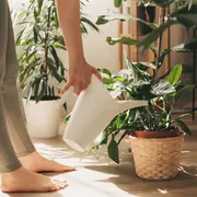 La naturaleza tiene un secreto que los amantes de la jardinería ya intuimos: las plantas no solo embellecen nuestros espacios, también transforman el aire que respiramos.