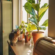 Las plantas no solo embellecen los espacios: también influyen en nuestro bienestar emocional y en la energía del hogar.