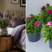 Plantas que repelen mosquitos en el verano, y además decoran.