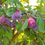 Ideal para casas chicas: el árbol que no levanta raíces y da frutos todo el verano