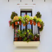 5 plantas resistentes para sumar al balcón en otoño