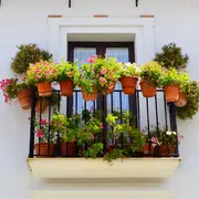 5 plantas resistentes para sumar al balcón en otoño