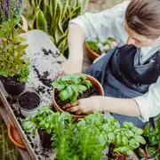 El lemonading se perfila como una tendencia clave en paisajismo: una actitud que invita a rediseñar nuestros jardines con ingenio, adaptabilidad y un profundo respeto por los ciclos naturales.