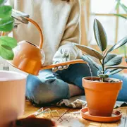 Este otoño, una especie empieza a desplazarla en livings y rincones de descanso por su estética más suave y su capacidad de adaptarse a espacios cálidos: el ficus elastica