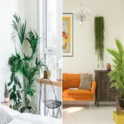 La guía definitiva para mantener plantas en un departamento chico.