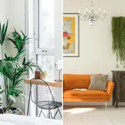 La guía definitiva para mantener plantas en un departamento chico.