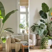 Incorporar plantas de gran porte en el living no solo suma verde: redefine el espacio.