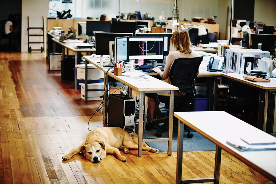 Pet office: los beneficios de traer a las mascotas al trabajo - Ohlalá