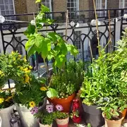 ¡Ponele onda a tu balcón con plantas de muchos colores y flores!